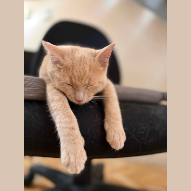 Photo of Toby