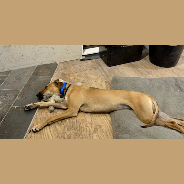 Photo of Dexter