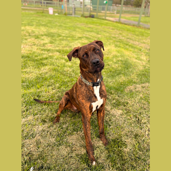 Photo of Taco