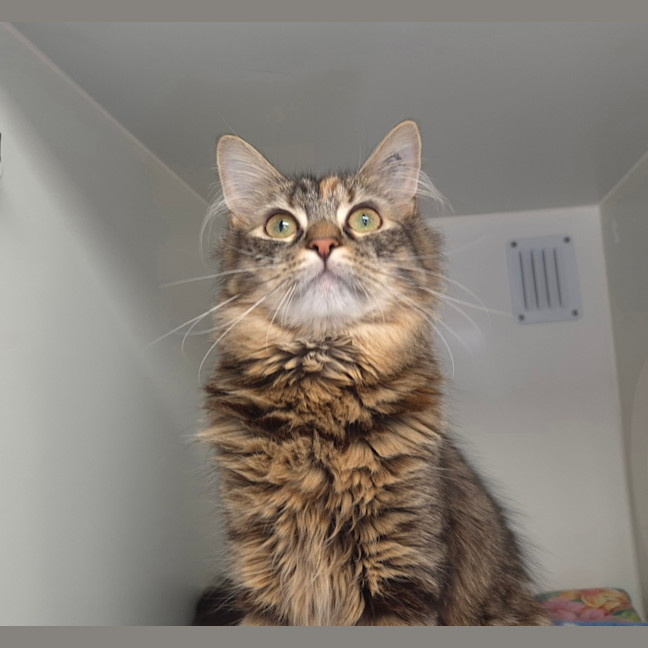 Photo of Poppi