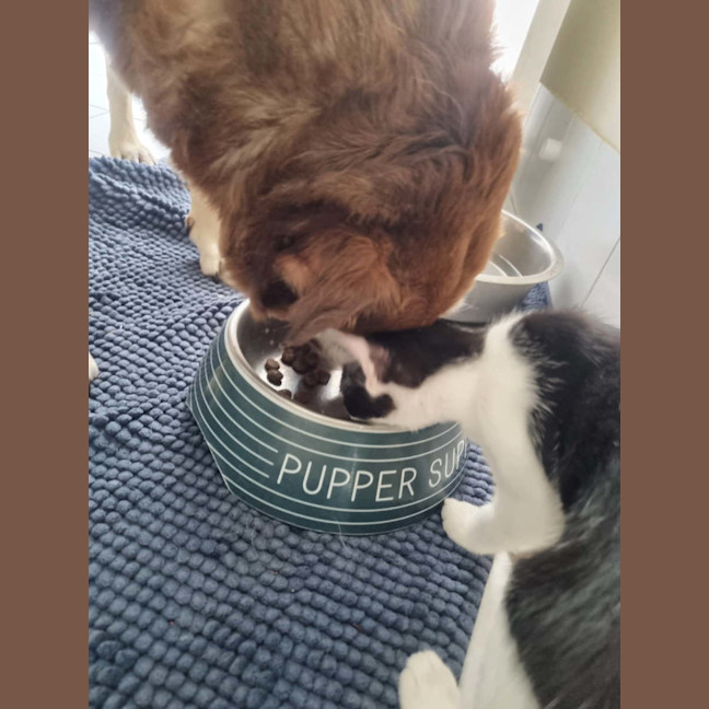 Photo of Lex 💙💙🐾