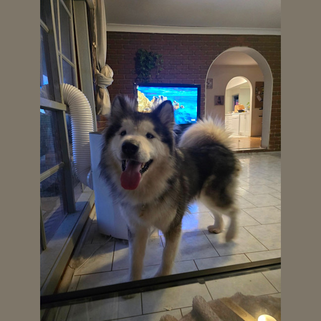 Photo of Maple Bacon