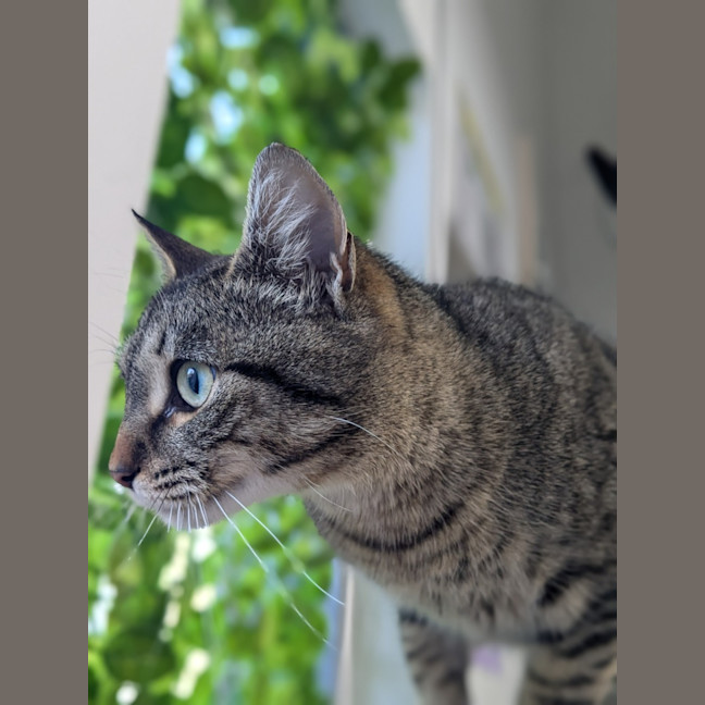 Photo of 🍇 Luna 5421 🍇