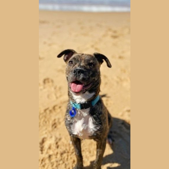 Photo of Sissy  11 Month Staffy X Frenchie(on Trial 10/9/24