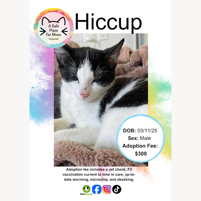 Photo of Hiccup
