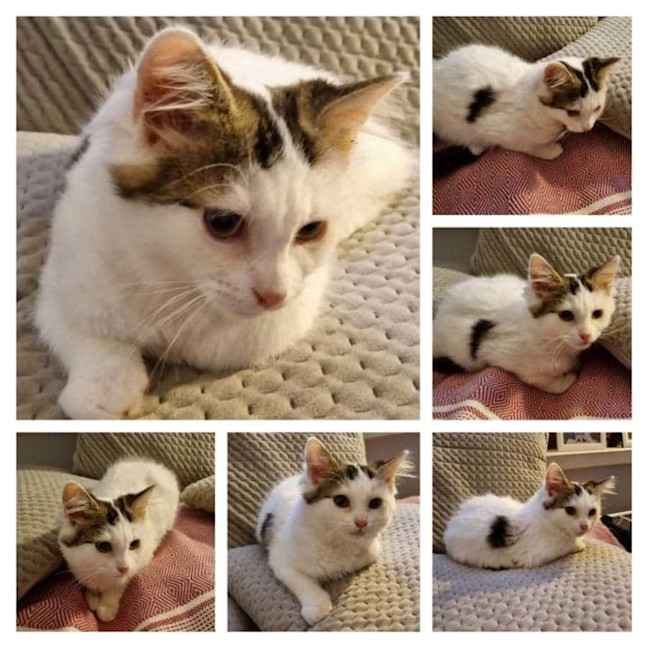 Photo of Callie