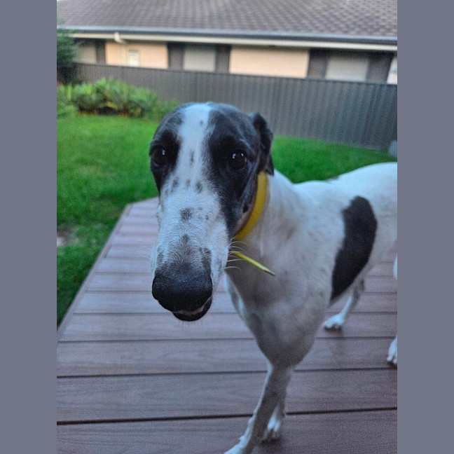 Photo of Panda, The Greyhound