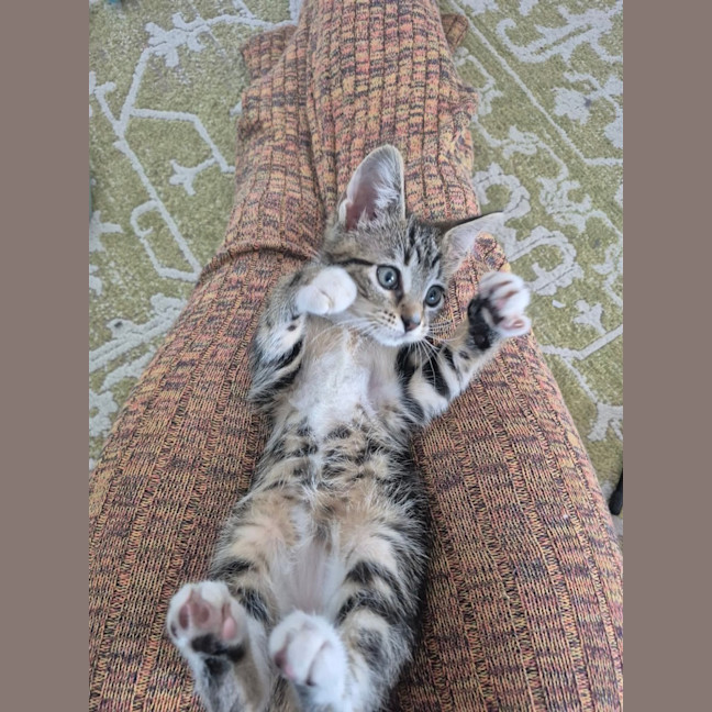 Photo of Mango
