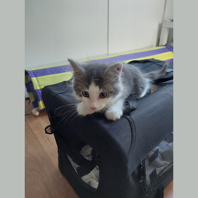 Photo of Toulouse   Located In Epping