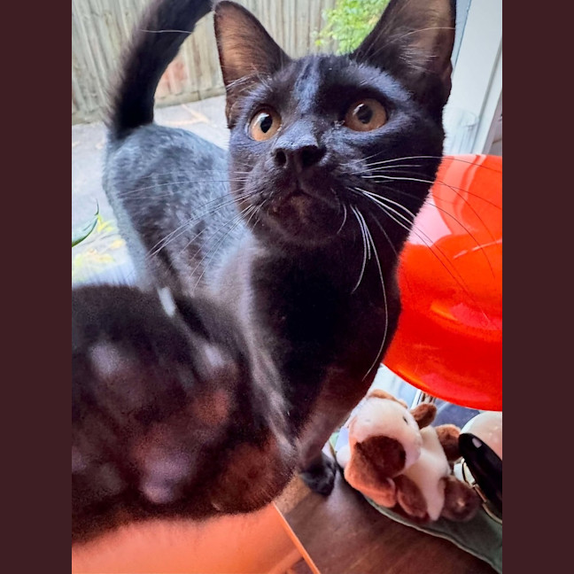 Photo of Draco   Located In Hawthorn East