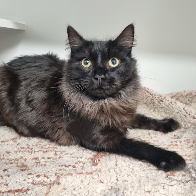 Photo of Baloo 