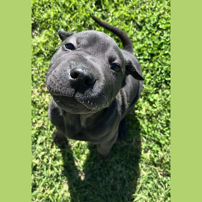 Photo of Buzz