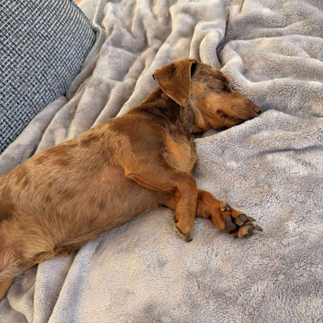 Photo of Lola