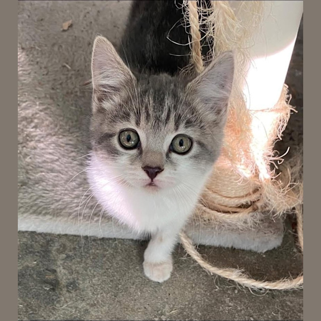 Photo of Rue