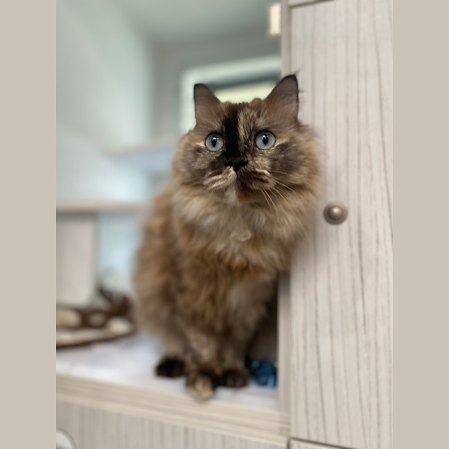 Photo of Hera