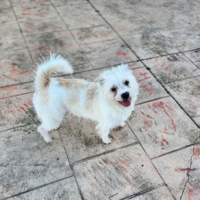 Photo of Archer 