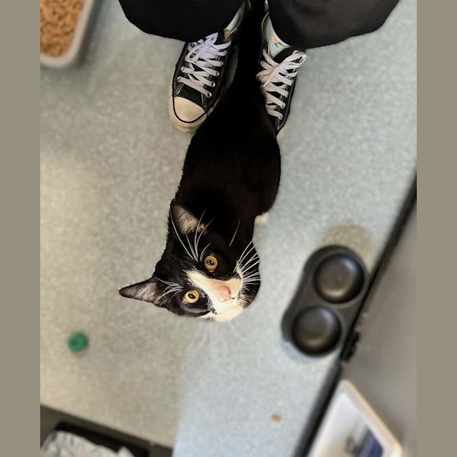 Photo of Puss