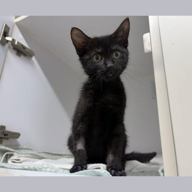 Photo of Salem