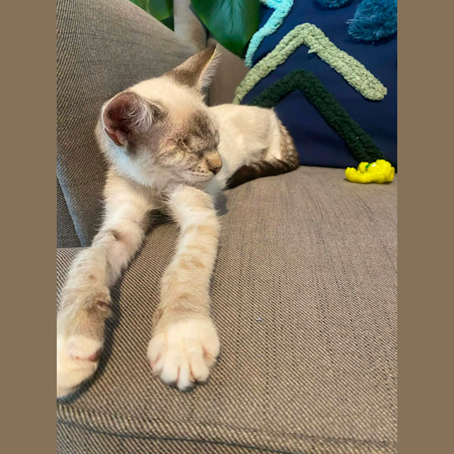 Photo of Mocha