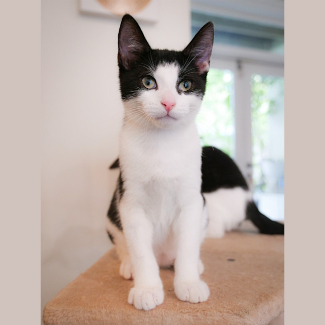 Photo of Domino