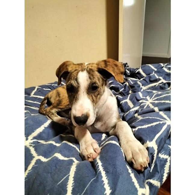 Photo of Dandie *$350 Adoption Fee*