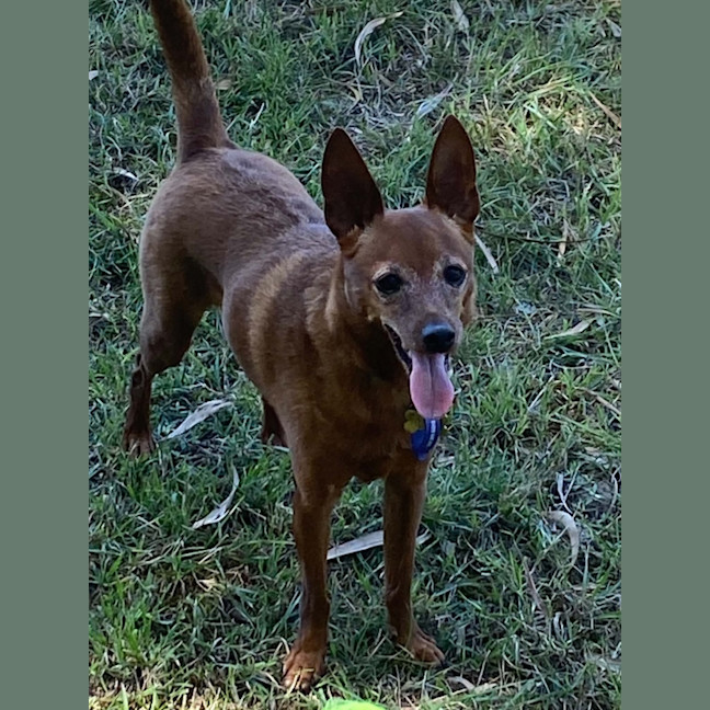 Photo of Nacho