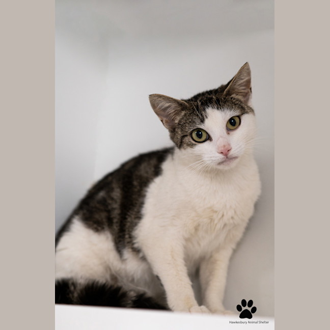 Photo of Artemis 