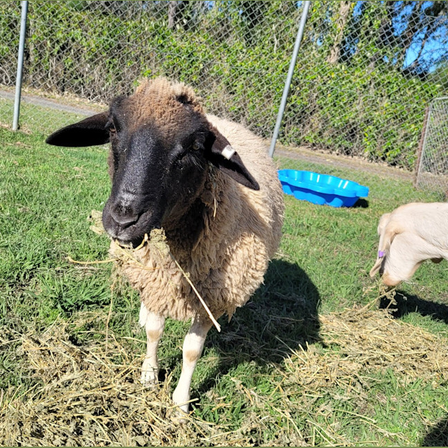 Photo of Gus