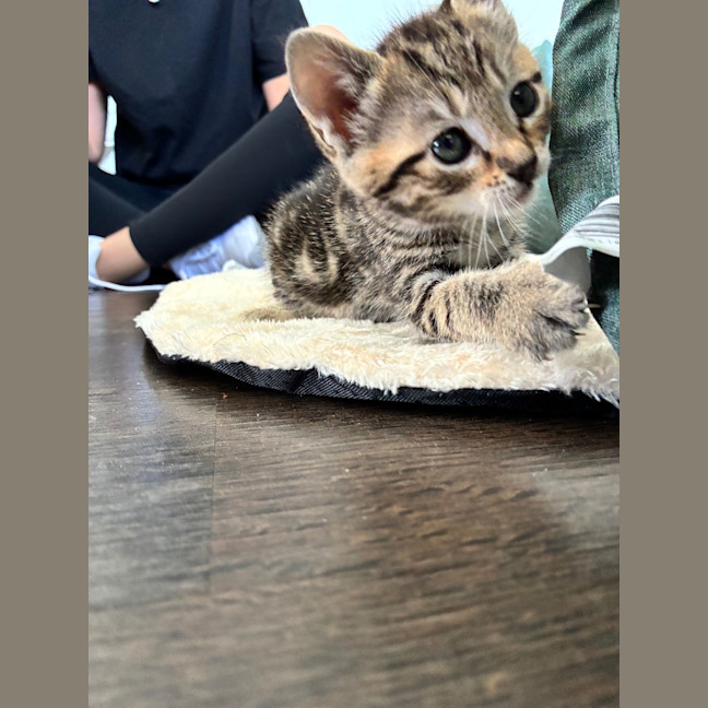 Photo of Pumpernickel