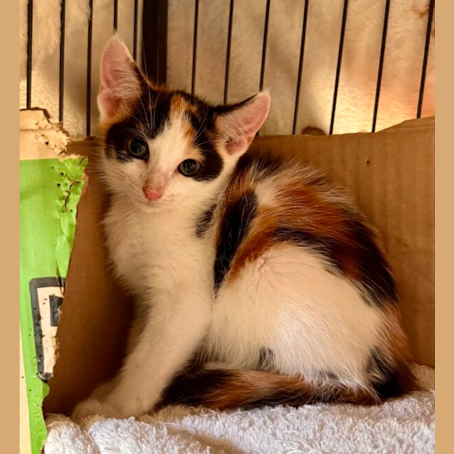 Photo of Noodles And Rose