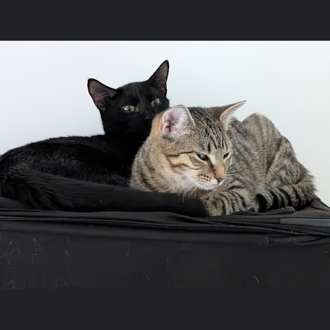 Photo of Luke And Leia