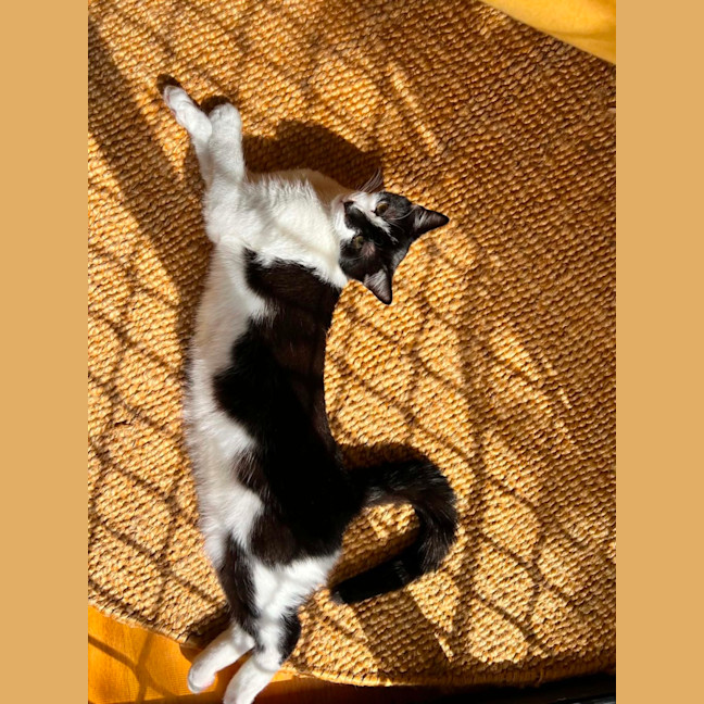 Photo of Mowgli   In Foster Care In Northcote