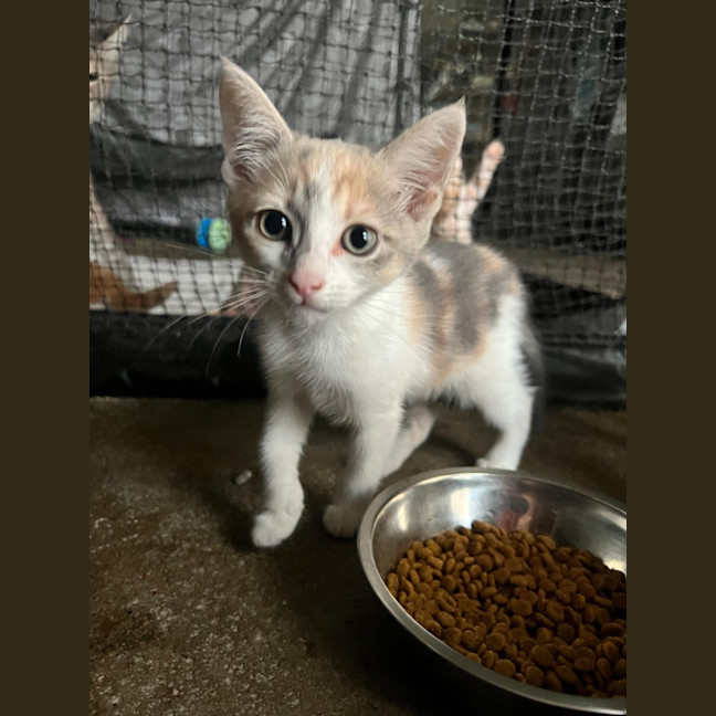 Photo of Nala