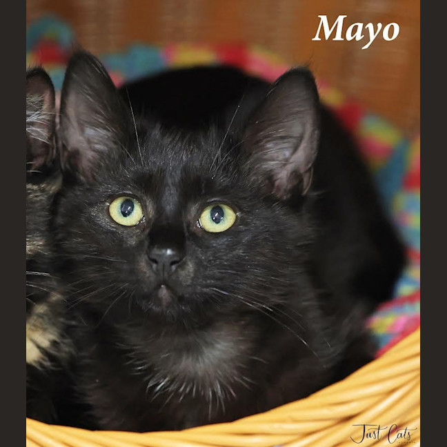 Photo of Mayo