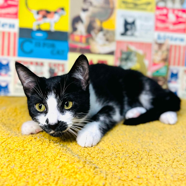 Photo of Nova   Located In Preston 