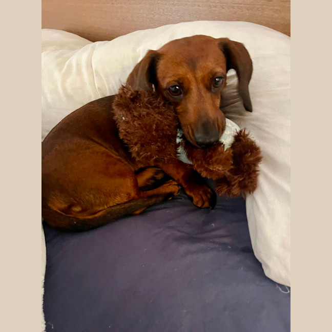 Photo of Winnie   4 Year Old Dachshund