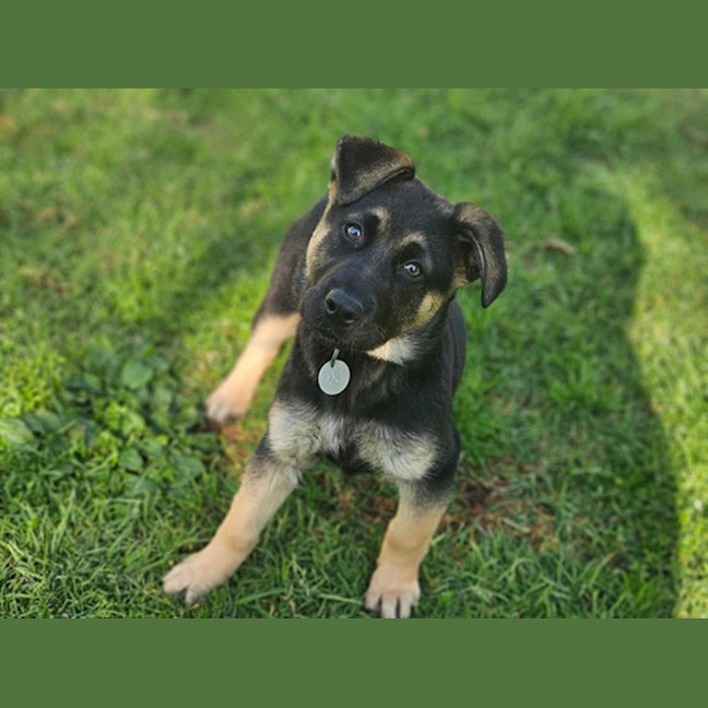 Photo of Luna