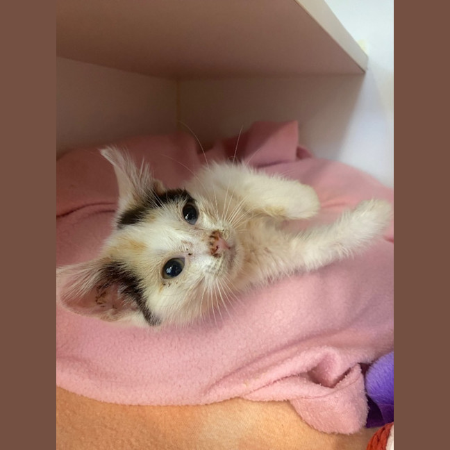 Photo of Burrito And Tootsweet