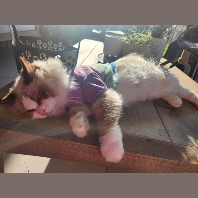 Photo of Daisy
