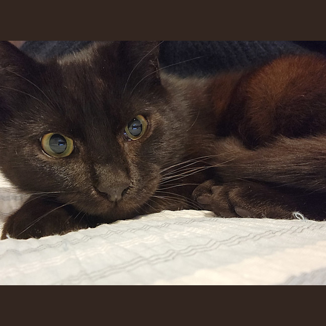 Photo of Pesto