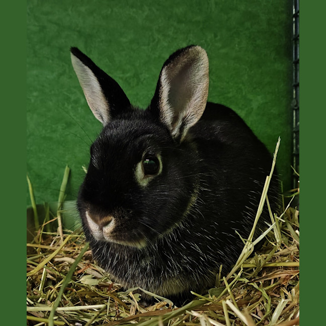 Photo of Snowflake 