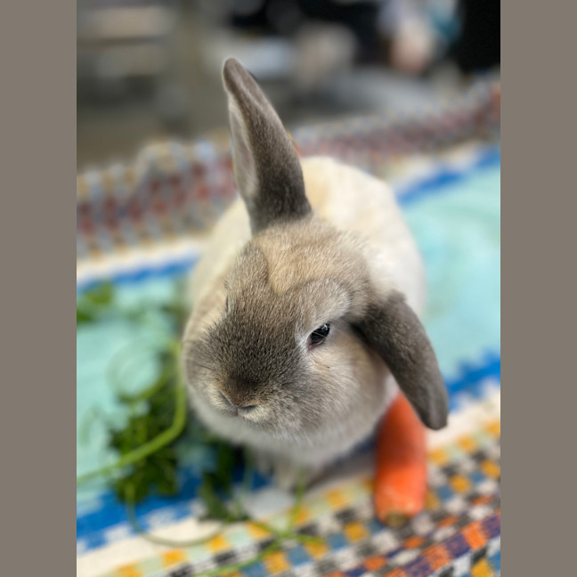 Photo of Tomato (Bonded To Peri Peri)