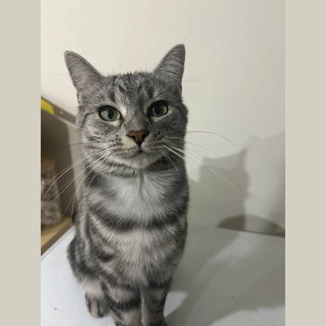 Photo of Grey