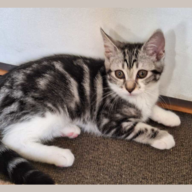 Photo of Tobi