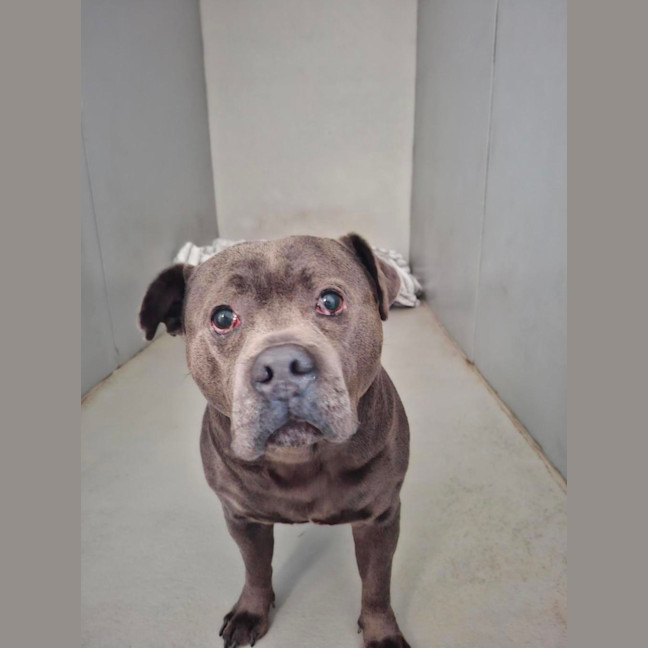 Photo of Sarge