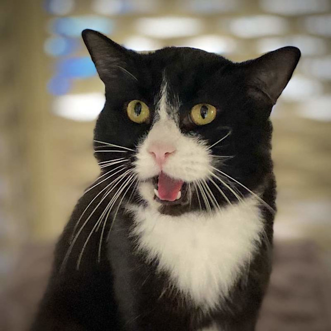 Photo of Bolt
