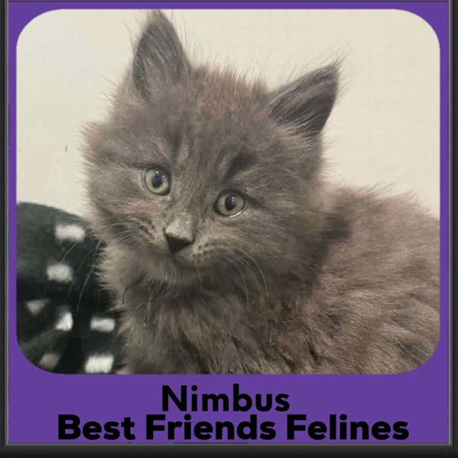 Photo of Nimbus 