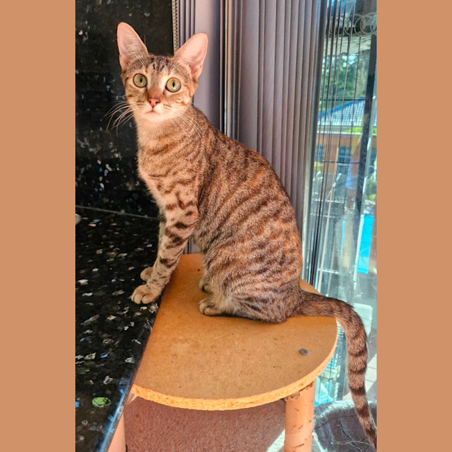 Photo of Olive 