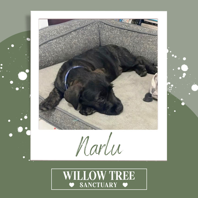 Photo of Narlu 