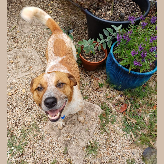 Photo of Russell *$150 Adoption Fee*